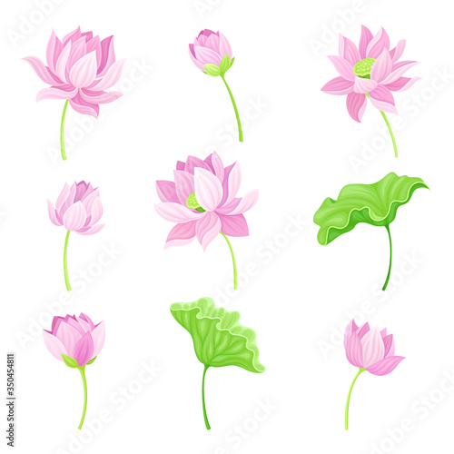 Open Tender Lotus Flower Bud on Leaf Stalk Vector Set