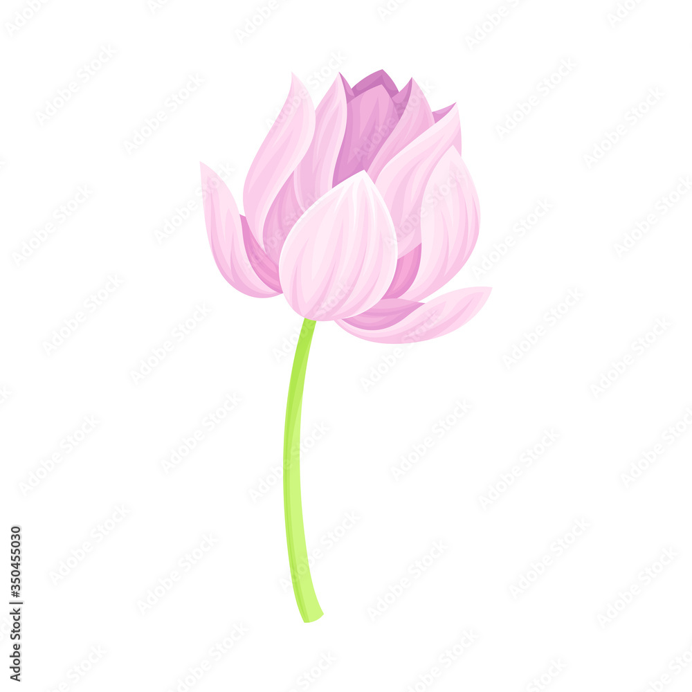 Semi-closed Tender Lotus Flower Bud on Leaf Stalk Vector Illustration