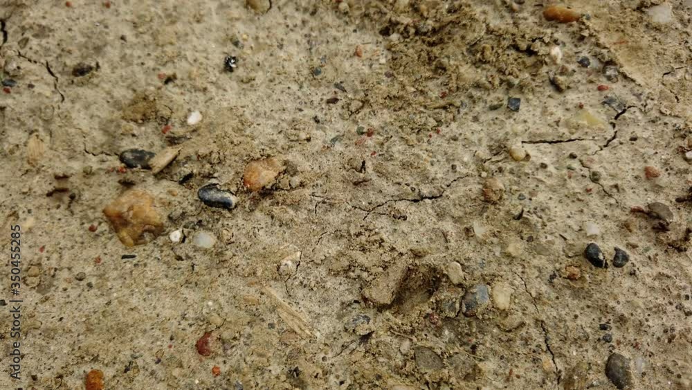 Black Ants Moving In Line On The Rocky Ground And Looking For Food. - close up shot Black Ants Moving In Line On The Rocky Ground And Looking For Food. - close up shot