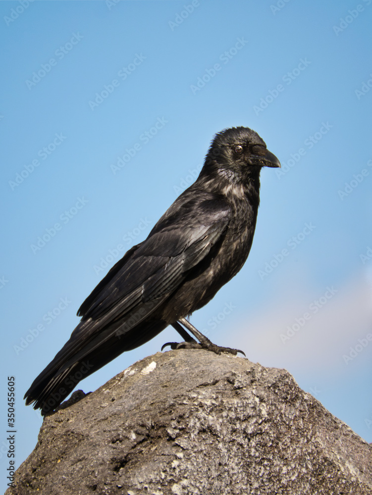 Fototapeta premium bird, tier, natur, wild lebende tiere, krähe, rabe, adler, black, schnabel, falco, wild