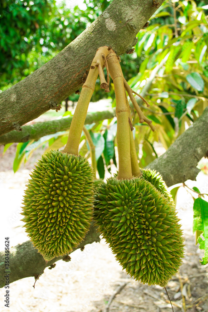 Tropical fruit durians on the durian tree in durian orchard. Tropical fruit durians on the durian tree in durian orchard.