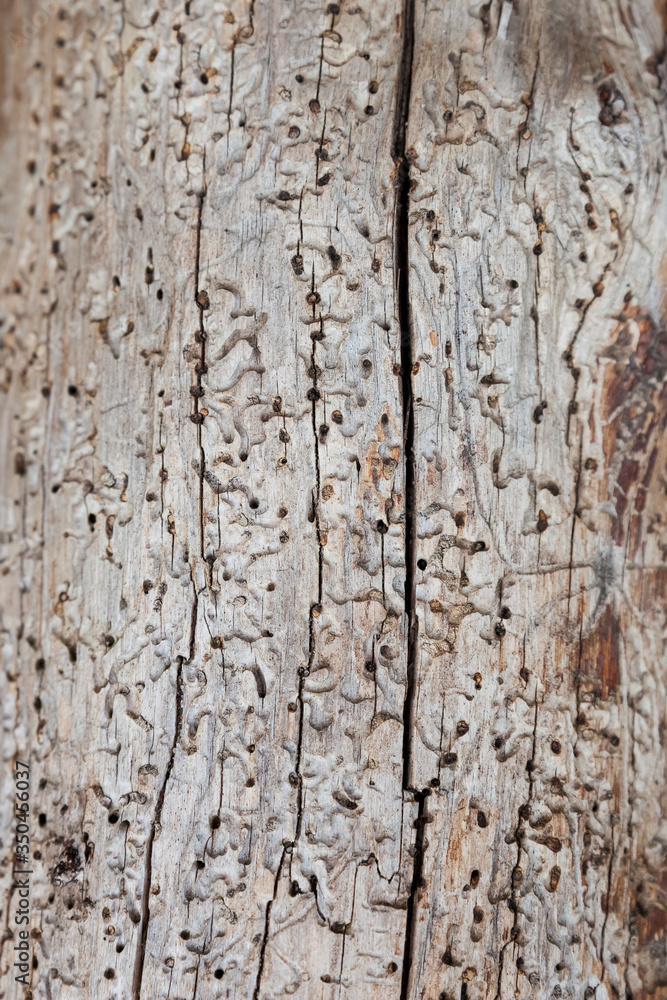 Traces of bark beetles Traces of bark beetles
