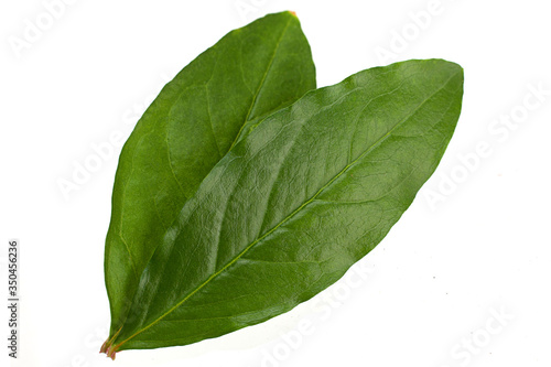 Pomegranate leaf closeup