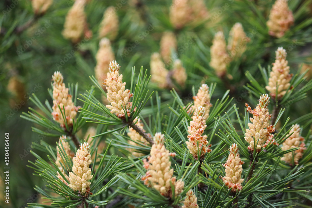 Selective focus. Male pine cones (Pinus sylvestris). Pine pollen is a strong allergen. Selective focus. Male pine cones (Pinus sylvestris). Pine pollen is a strong allergen.