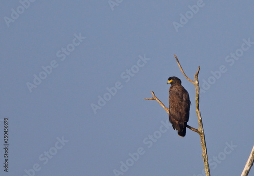 Crested Serpent Eagle (Spilornis cheela), perched in a dead tree, Uda Walawe National Park, Sri Lanka. photo