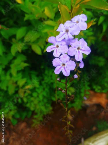 flowers in the garden