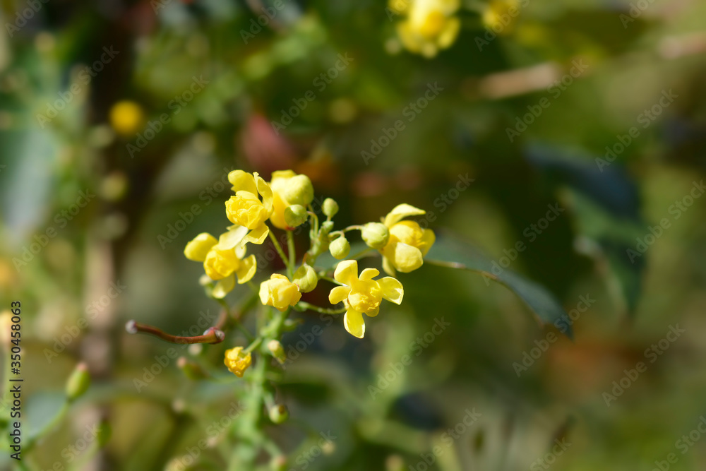 Oregon grape Oregon grape