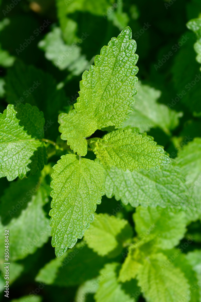Lemon balm Lemon balm