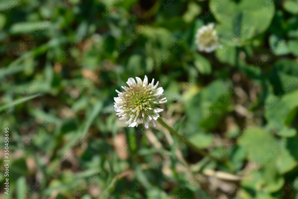 White clover