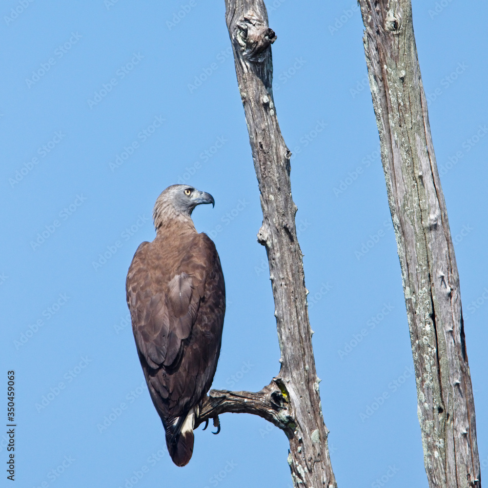 Fototapeta premium Grey-headed Fish Eagle (Haliaeetus ichthyaetus), perched in a dead tree, Uda Walawe National Park, Sri Lanka.