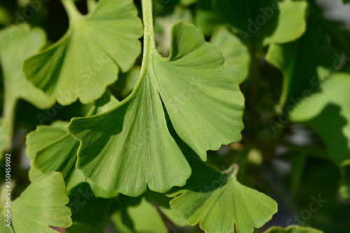 Ginkgo Mariken leaves