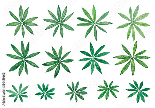 Hand painted watercolor set of garden Lupine leaves. Green leaves isolated on white background. 