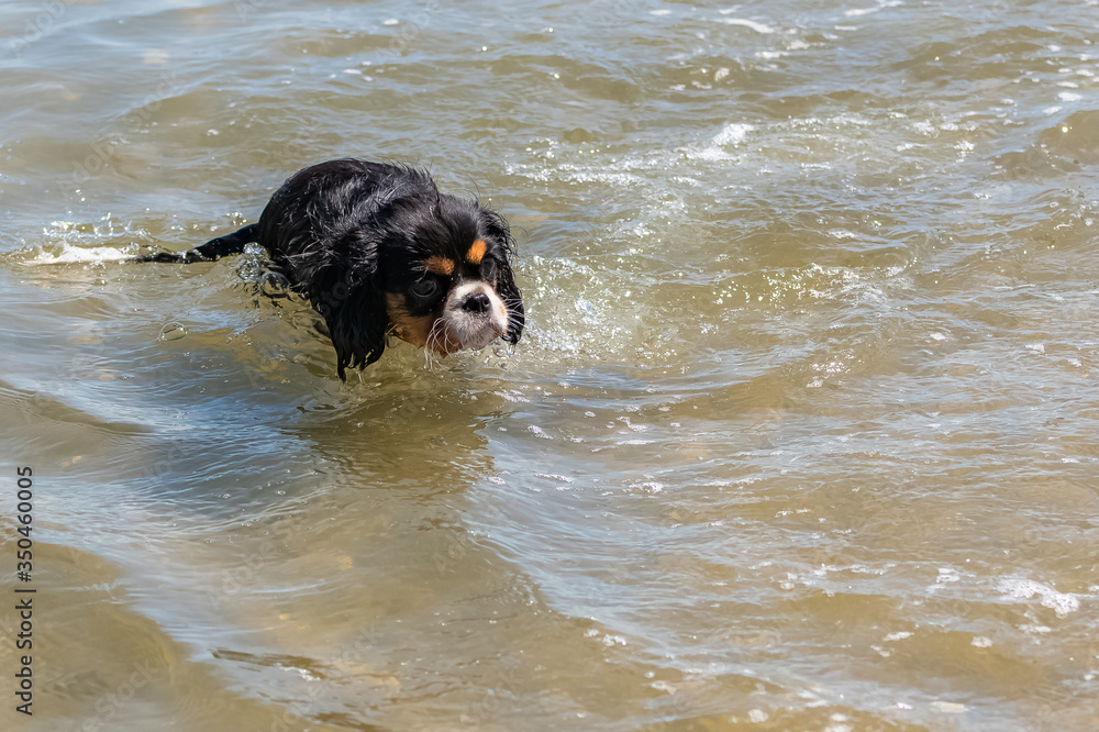 A dog cavalier king charles, a cute puppy bathing in the seaweeds 
