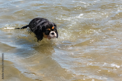 A dog cavalier king charles, a cute puppy bathing in the seaweeds 
