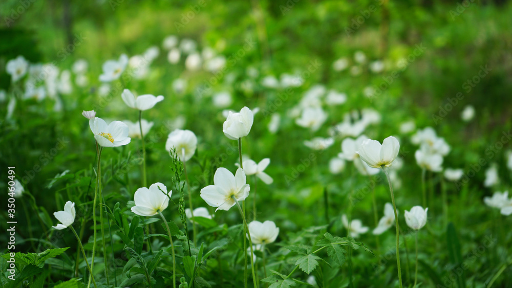 Spring white flowers in green grass background. Wood anemone. Close-up. Beautiful delicate white flowers in bright fresh greenery. Landscape with wildflowers in the forest. Spring white flowers in green grass background. Wood anemone. Close-up. Beautiful delicate white flowers in bright fresh greenery. Landscape with wildflowers in the forest.