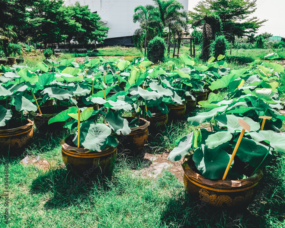 The lotus flower has green leaves in pots in the lotus garden. Lotus plantings for sale concept
The lotus flower has green leaves in pots in the lotus garden. Lotus plantings for sale concept