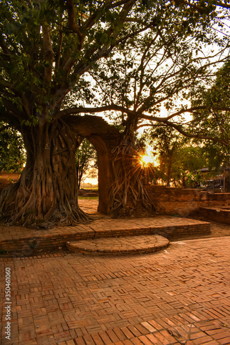 sunset and tree gate photo