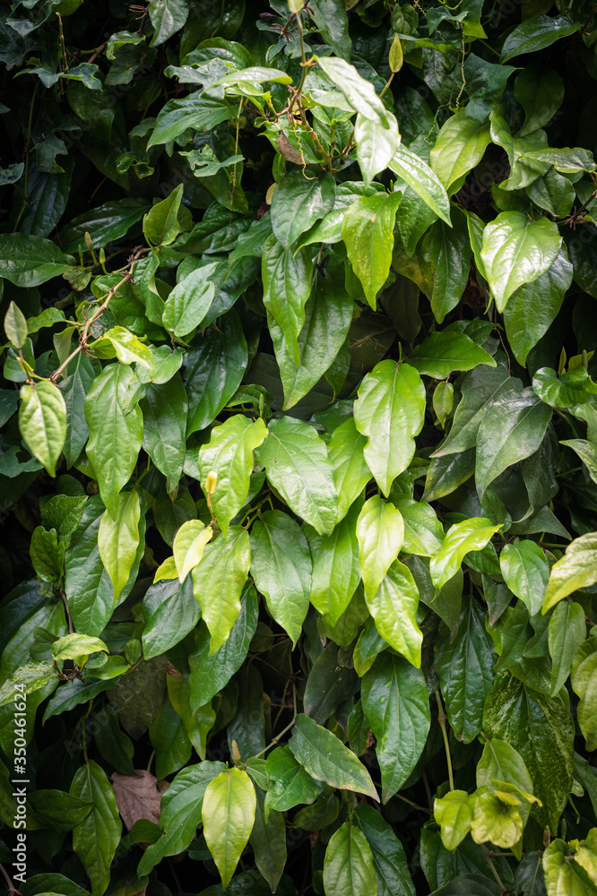 Long pepper, Indian long pepper, Javanese long pepper plant in garden Long pepper, Indian long pepper, Javanese long pepper plant in garden