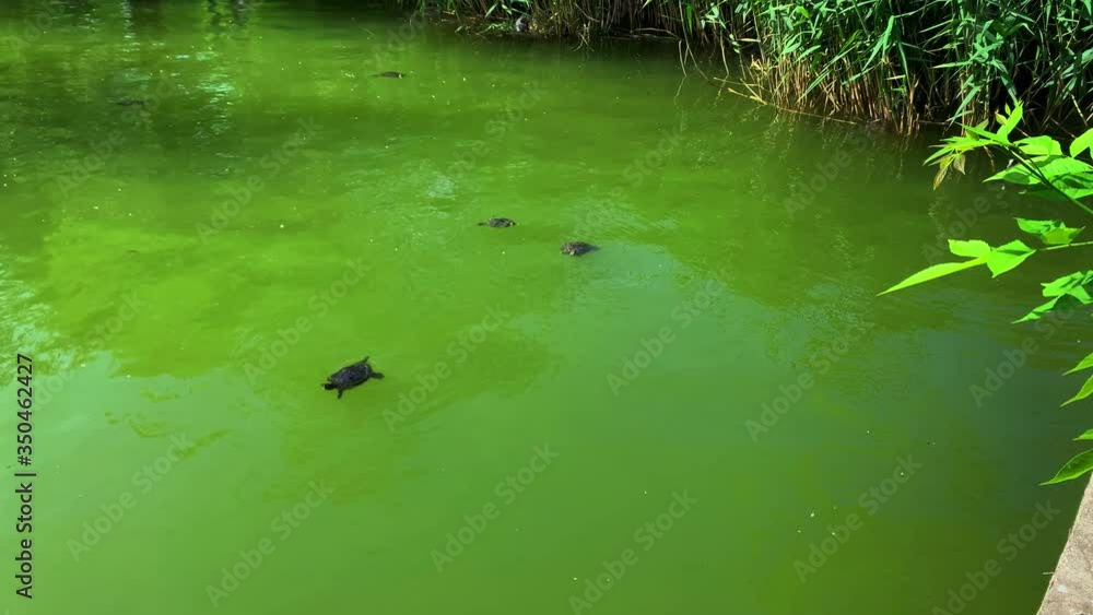 Little Yellow Bellied Pond Slider Turtles Swimming in a Green Water Lake Beside Reeds and a Eurasian Coot Little Yellow Bellied Pond Slider Turtles Swimming in a Green Water Lake Beside Reeds and a Eurasian Coot