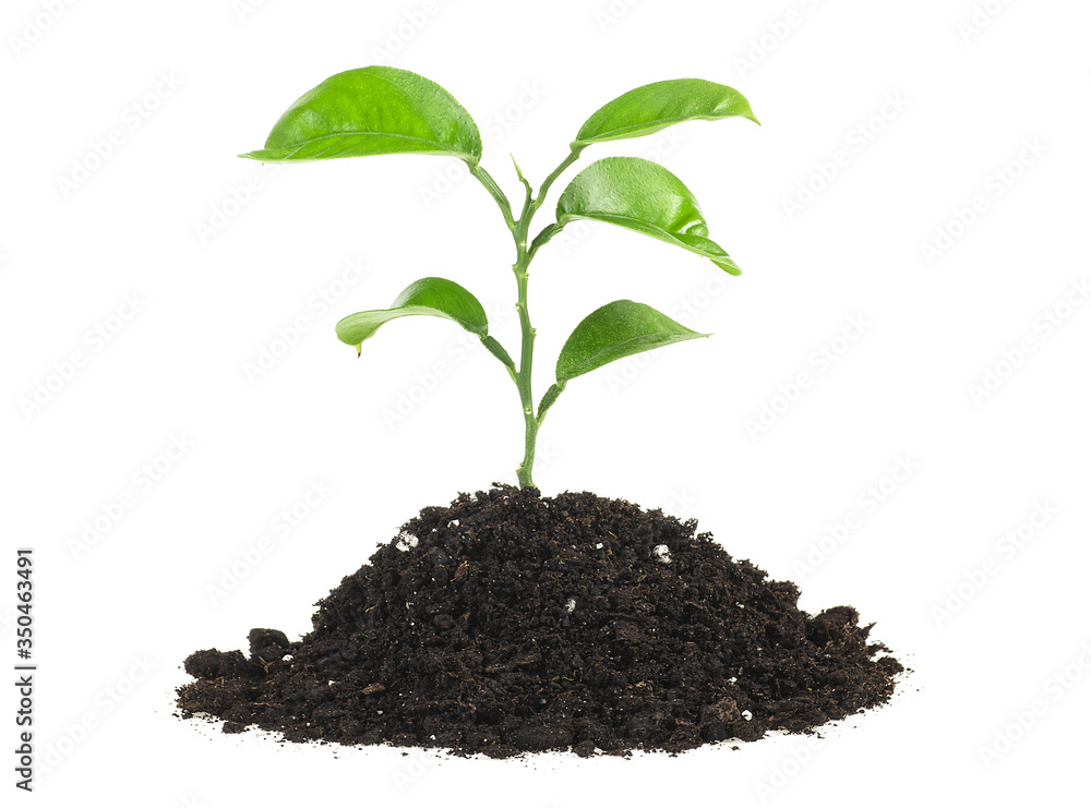 Concept of new life - Small green plant growing in soil isolated on a white background. Concept of new life - Small green plant growing in soil isolated on a white background.