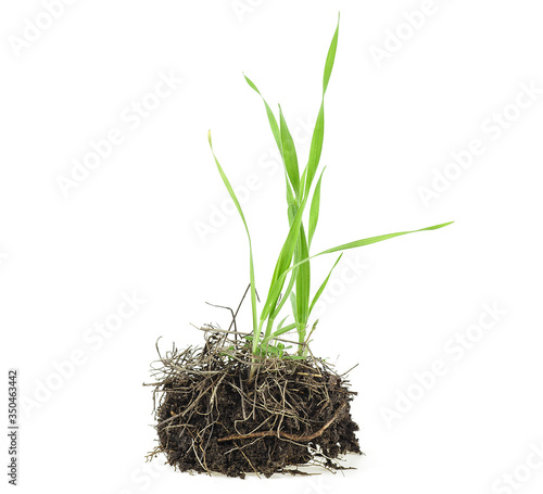 Wild grass with soil isolated on a white background