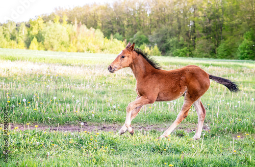 Landscape with beautiful running foal