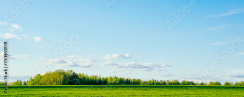 Spring or summer landscape. Field and green forest against a blue sky with clouds © alekseyliss