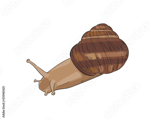 Hand-drawn colored vector garden snail, view from top. Stylized element for cosmetic packaging design, logo, label or banner. Sketch line art illustration.