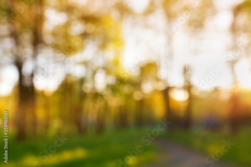 Summer abstract nature blurred outdoor background. High trees in parkland in bokeh sparkles with beautiful sunset light. © juliasudnitskaya