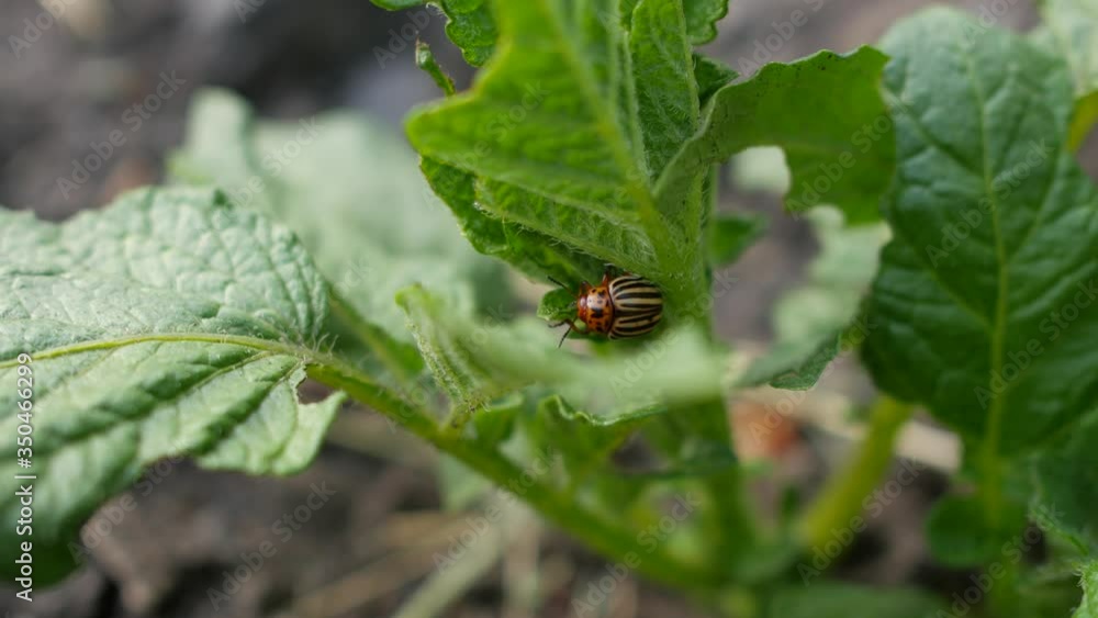 Pests destroy a crop in the field. Parasites in agriculture. Pests destroy a crop in the field. Parasites in agriculture.