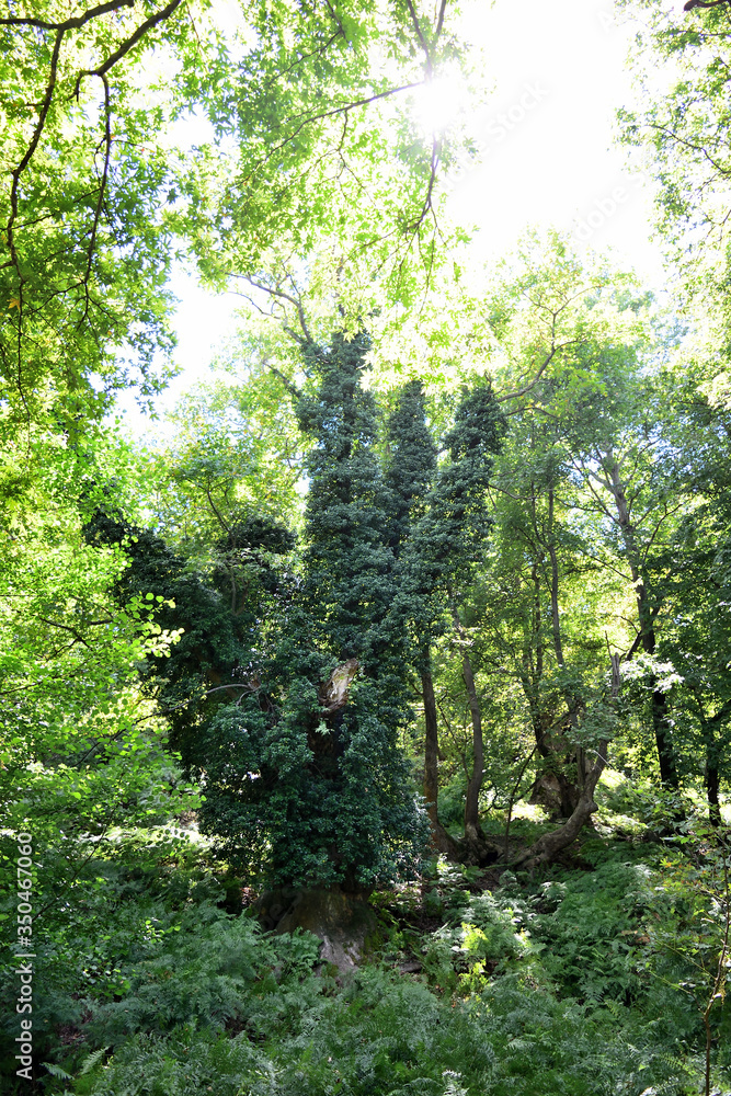 Platanus (plane tree) forest in Therma area, Samothraki island, Greece, Aegean sea Platanus (plane tree) forest in Therma area, Samothraki island, Greece, Aegean sea