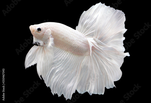 Betta White Platinum HM Halfmoon Male or Plakat Fighting Fish Splendens On Black Background.