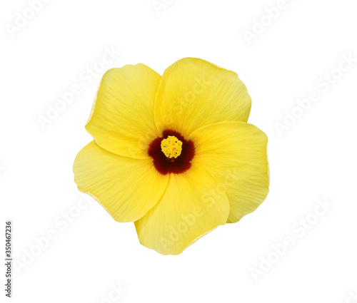 Yellow chaba colorful flowers  blooming isolated on white background , clipping path top view
