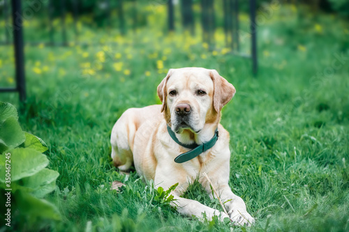 Adorable white labrador retriever lies on the grass