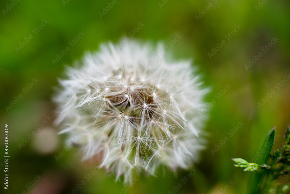 Dandelion in the garden, close-up, macro scale Dandelion in the garden, close-up, macro scale