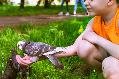 A boy feeds a tame pigeon from his hand. photo