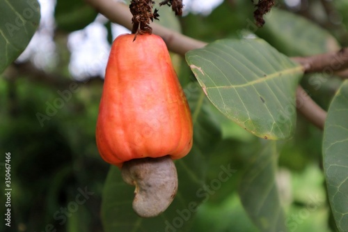Close-up of cashew with green leaves growing on a tree in the garden.