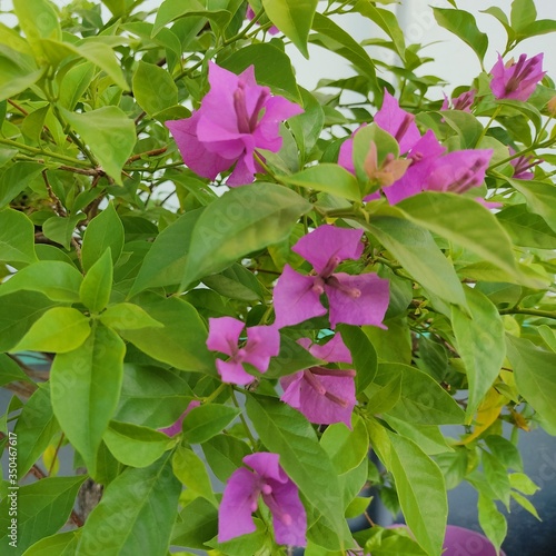 Branch of beautiful pink bougainvillea flowers with green leaves background.