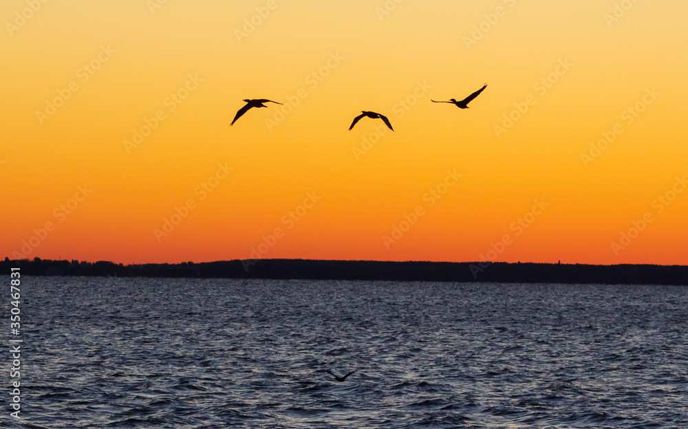 Canada Goose (Branta canadensis) Leading Rest of Flock on Migration South Against a Sunset - Grand Bend, Ontario, Canada