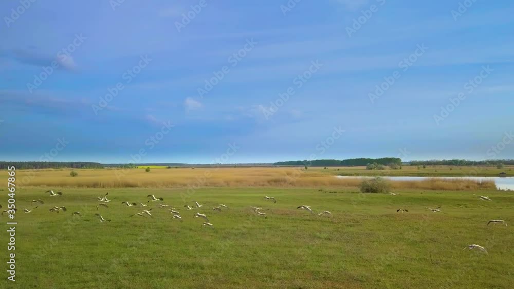 White storks fly over green fields. Wild Bird life in the natural environment. The view from the flying drone. Ukrane. 4K White storks fly over green fields. Wild Bird life in the natural environment. The view from the flying drone. Ukrane. 4K