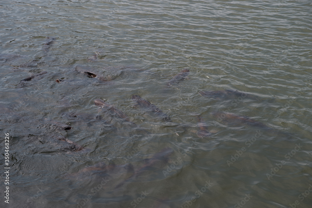 closeup group of fish in river closeup group of fish in river