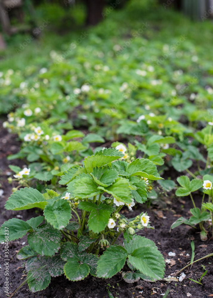 Spring blooming strawberries in the garden Spring blooming strawberries in the garden