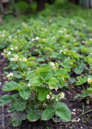 Spring blooming strawberries in the garden