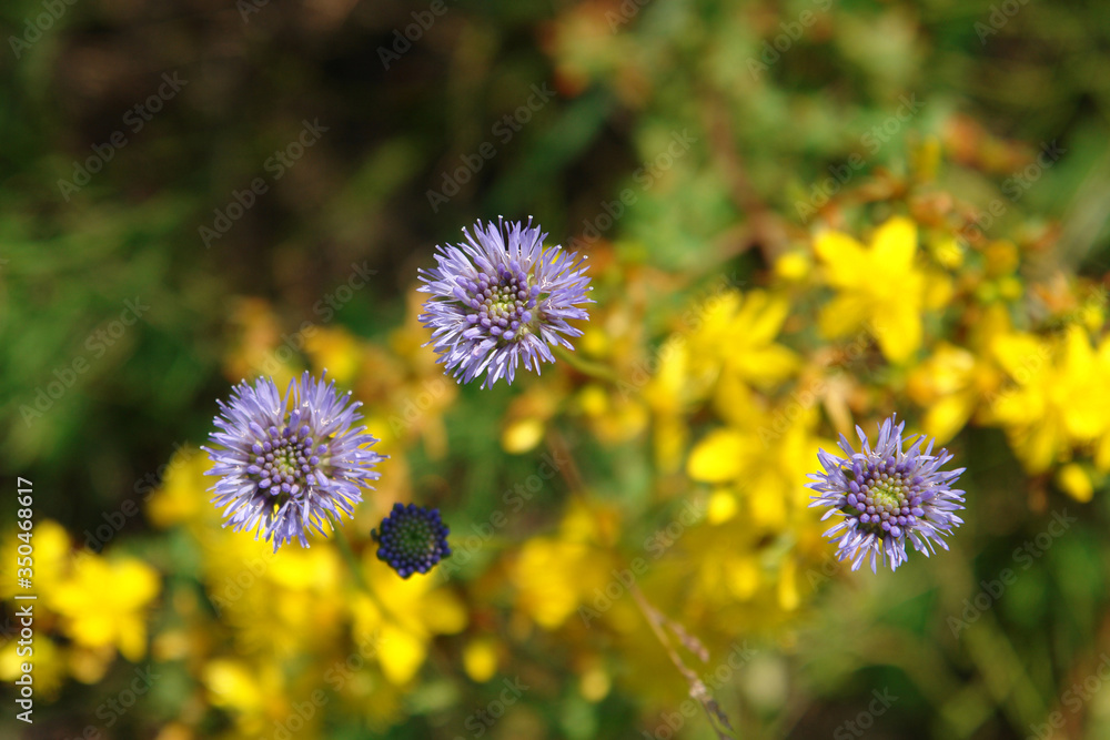 A close up of violet-blue flowers of Jasione montana (sheep's bit scabious, blue bonnets, blue buttons, blue daisy), top view, selective focus A close up of violet-blue flowers of Jasione montana (sheep's bit scabious, blue bonnets, blue buttons, blue daisy), top view, selective focus