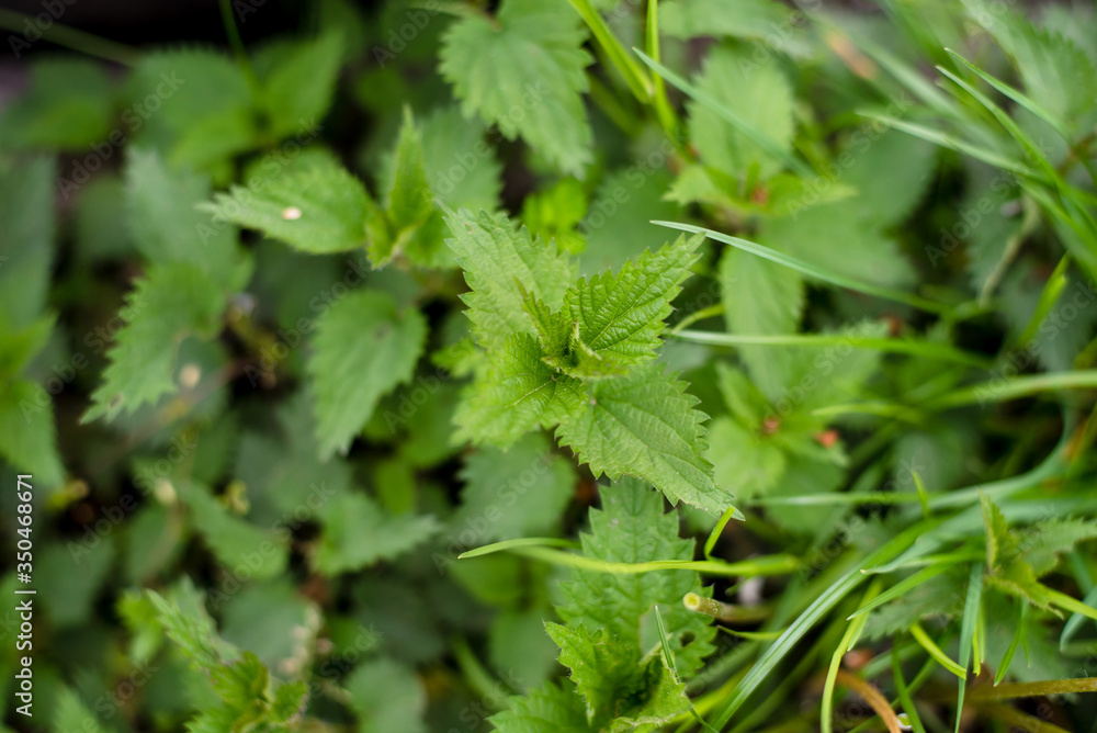 young nettle in the spring garden young nettle in the spring garden
