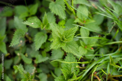 young nettle in the spring garden