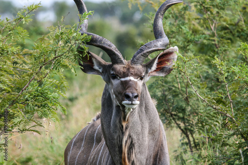 A portrait of an alerted greater kudu (Tragelaphus strepsiceros) bull at the end of the rainy season in the South Africa lowveld.