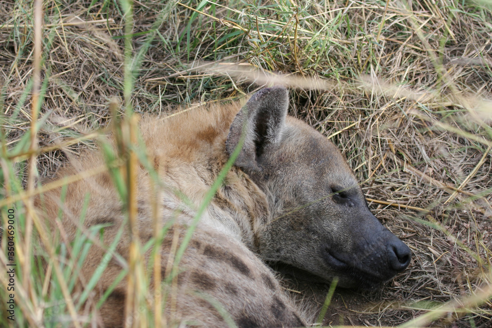 A spotted hyaena resting during the day in a storm water pipe at the end of the rainy season in the South African bushveld. A spotted hyaena resting during the day in a storm water pipe at the end of the rainy season in the South African bushveld.
