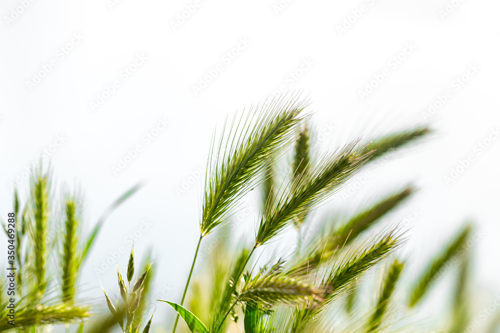 The background of the young beautiful green ears of wheat The background of the young beautiful green ears of wheat