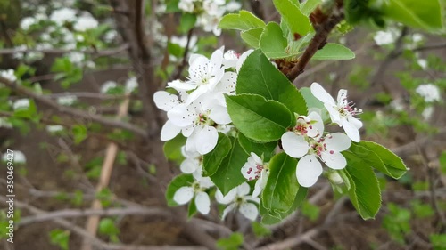 White flowers on an apple tree move in the wind. Bees pick honey.